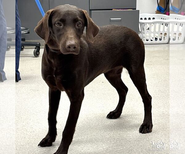 Medium Photo #1 Labrador Retriever-Unknown Mix Puppy For Sale in Washington, DC, USA