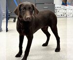 Small Labrador Retriever Mix