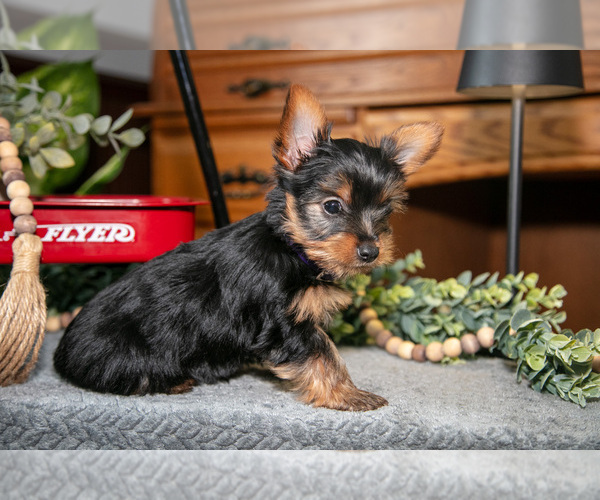 Medium Photo #3 Yorkshire Terrier Puppy For Sale in NAPPANEE, IN, USA
