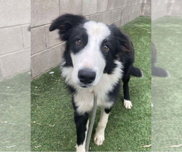 Medium Photo #1 Border Collie-Unknown Mix Puppy For Sale in Lakewood, CO, USA