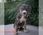 Small Photo #7 American Pit Bull Terrier Puppy For Sale in POPLAR BLUFF, MO, USA