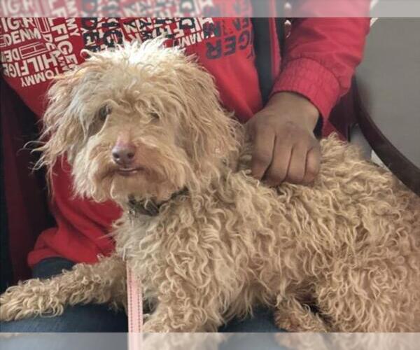 Medium Photo #1 Poodle (Miniature)-Unknown Mix Puppy For Sale in Derwood, MD, USA