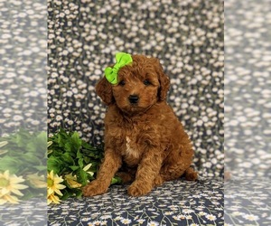 Goldendoodle (Miniature) Puppy for sale in DELTA, PA, USA