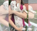 Small Photo #84 Great Dane Puppy For Sale in SPRAGGS, PA, USA