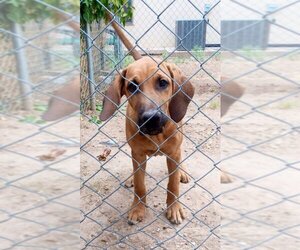 Labrador Retriever-Unknown Mix Dogs for adoption in Vail, AZ, USA