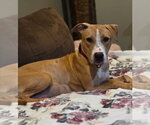 Small American Staffordshire Terrier-Boxer Mix