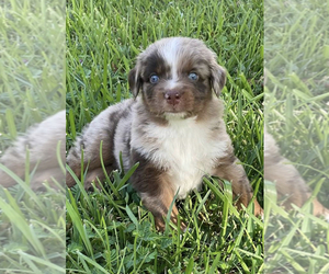 Miniature Australian Shepherd Puppy for sale in BROOKSVILLE, FL, USA