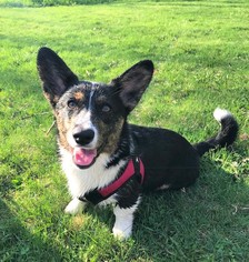Welsh Cardigan Corgi Puppy for sale in MILWAUKEE, WI, USA