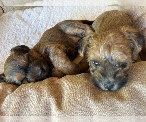 Medium Photo #26 Poocan Puppy For Sale in FAIR OAKS, CA, USA