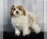 Puppy 10 Poodle (Miniature)