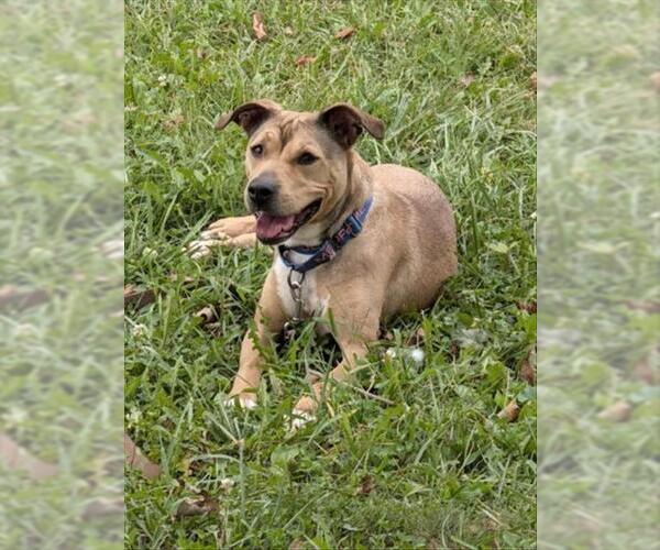 Medium Photo #1 Shepradors Puppy For Sale in Derwood, MD, USA