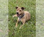 JUSTINE - Female Shepradors Dog for Adoption - Small photo
