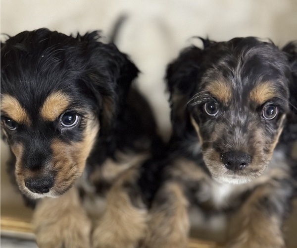Medium Photo #2 Cocker Spaniel Puppy For Sale in WEST PALM BEACH, FL, USA