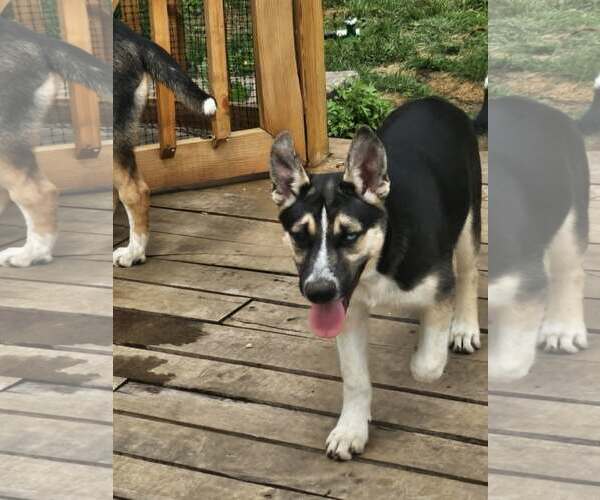 Medium Photo #3 German Shepherd Dog-Unknown Mix Puppy For Sale in Cliffwood, NJ, USA