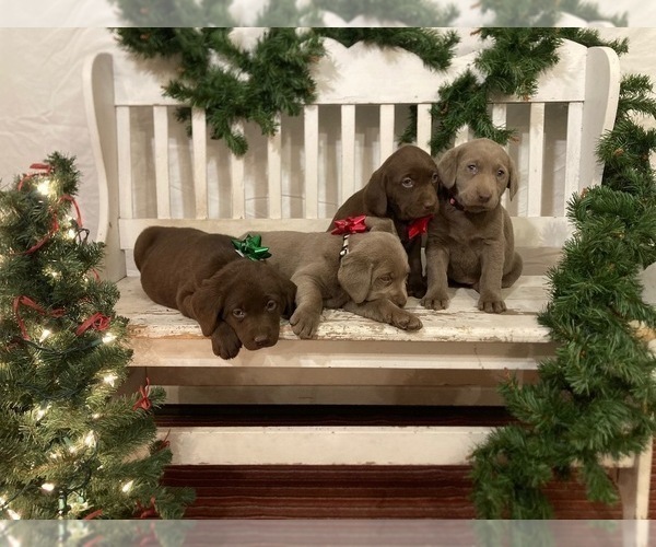 Medium Photo #1 Labrador Retriever Puppy For Sale in MIDDLEBURY, IN, USA