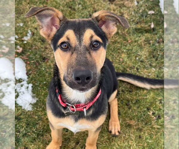 Medium Photo #7 Mutt Puppy For Sale in Canton, CT, USA