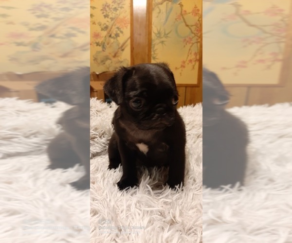 Medium Photo #3 Pug Puppy For Sale in WHITTIER, NC, USA