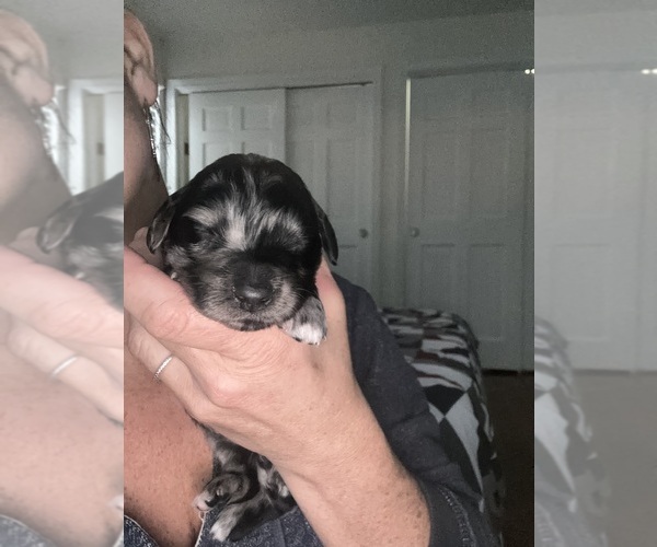 Medium Photo #2 Goldendoodle Puppy For Sale in EXETER, RI, USA