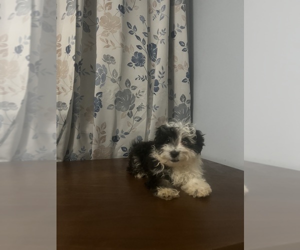 Medium Photo #69 Havanese Puppy For Sale in DURHAM, CT, USA