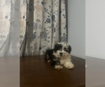 Small #68 Havanese