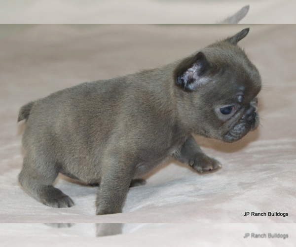 Medium Photo #6 French Bulldog Puppy For Sale in WINNSBORO, TX, USA
