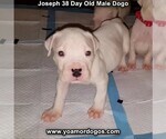 Small Photo #71 Dogo Argentino Puppy For Sale in PINEVILLE, MO, USA