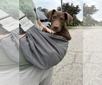 Small #21 Labrador Retriever Mix