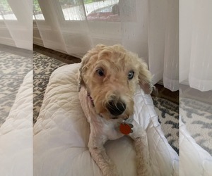 Zonis - Female Aussiedoodle Miniature  Dog for Adoption - Photo #2
