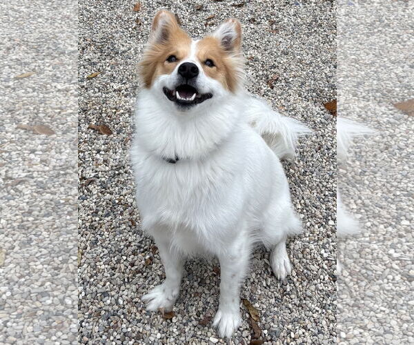Medium Photo #2 Border Collie-Unknown Mix Puppy For Sale in Jefferson, WI, USA