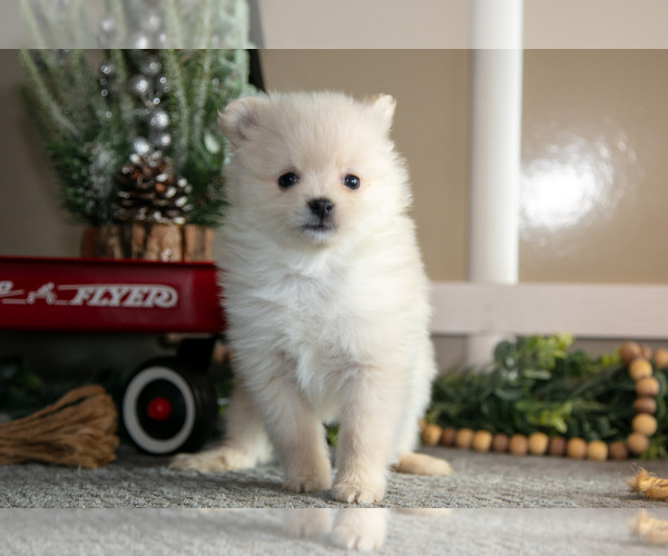 Medium Photo #6 Pomeranian Puppy For Sale in NAPPANEE, IN, USA