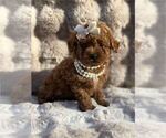 Small #1 Poodle (Toy)