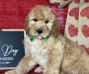 Goldendoodle Puppy for sale in LANCASTER, PA, USA