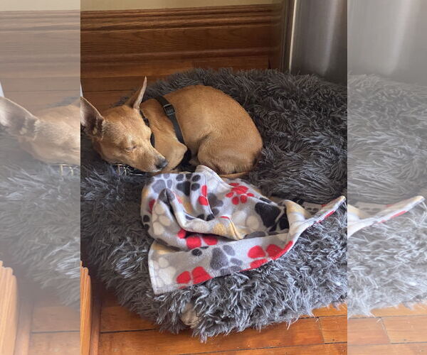 Medium Photo #8 Chiweenie Puppy For Sale in St. Louis Park, MN, USA