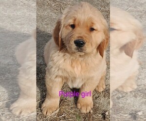 Golden Retriever Puppy for sale in WAKE FOREST, NC, USA