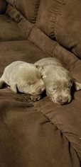 Labrador Retriever Puppy for sale in MELLEN, WI, USA