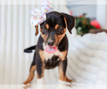 Small #2 Beagle-Mutt Mix