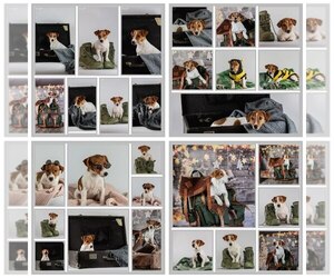 Jack Russell Terrier Puppy for sale in Odessa, Odessa, Ukraine