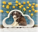Puppy Elodie Aussiedoodle Miniature