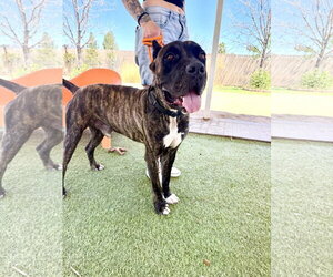 Preston - REDUCED ADOPTION DONATION - Male Mutt Dog for Adoption - Photo #3