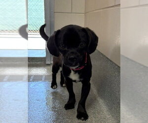 Puggle Dogs for adoption in Waterford, VA, USA