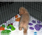 Small Photo #7 Poodle (Toy) Puppy For Sale in ORO VALLEY, AZ, USA