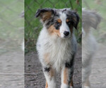 Small #3 Miniature Australian Shepherd