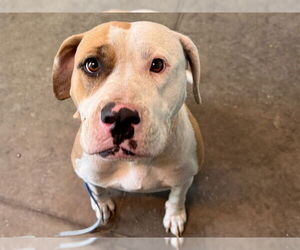 American Bulldog-Unknown Mix Dogs for adoption in Tavares, FL, USA