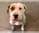 Small American Bulldog Mix
