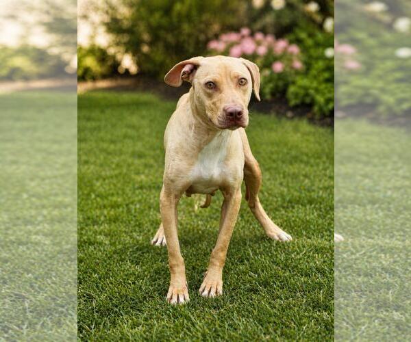 Medium Photo #3 Mutt Puppy For Sale in Rockwall, TX, USA