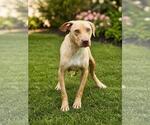 Small #2 Mutt