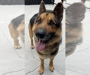 Rex - Male German Shepherd Dog Dog for Adoption - Photo #3