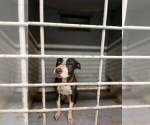 Lady P - Female Labrador Retriever-Unknown Mix Dog for Adoption - Photo #12