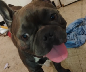 French Bulldog-Unknown Mix Puppy for sale in MIAMI, FL, USA