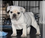 Small Photo #1 French Bulldog Puppy For Sale in NORTHRIDGE, CA, USA